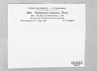 Phyllosticta labruscae image